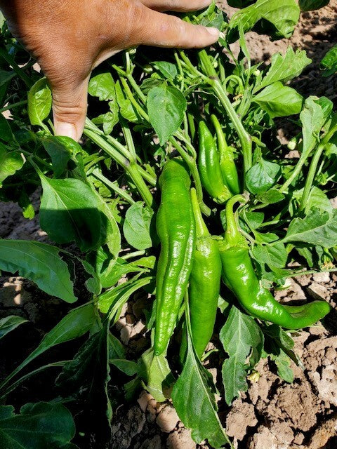 The Ultimate Guide To Buying Hatch Green Chiles